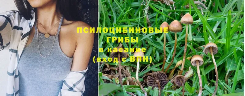 Псилоцибиновые грибы Psilocybe  как найти закладки  Навашино 